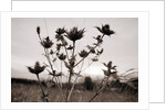 Thistle by Anonymous