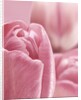 Bunch of Pink Tulips by Anonymous
