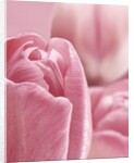 Bunch of Pink Tulips by Anonymous