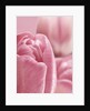 Bunch of Pink Tulips by Anonymous