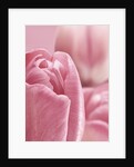 Bunch of Pink Tulips by Anonymous