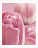 Bunch of Pink Tulips by Anonymous