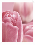 Bunch of Pink Tulips by Anonymous