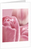 Bunch of Pink Tulips by Anonymous