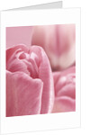 Bunch of Pink Tulips by Anonymous