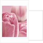 Bunch of Pink Tulips by Anonymous