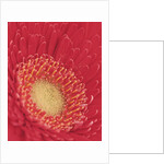 Gerbera Daisy by Anonymous