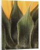 Sunflower Detail by Anonymous