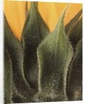 Sunflower Detail by Anonymous