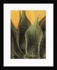 Sunflower Detail by Anonymous