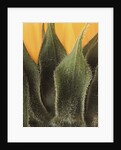 Sunflower Detail by Anonymous