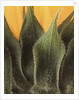 Sunflower Detail by Anonymous