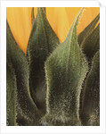 Sunflower Detail by Anonymous