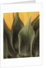Sunflower Detail by Anonymous