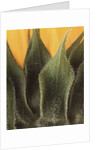 Sunflower Detail by Anonymous