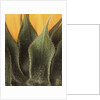 Sunflower Detail by Anonymous