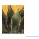 Sunflower Detail by Anonymous