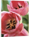 Blooming Tulips by Anonymous