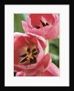 Blooming Tulips by Anonymous