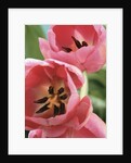 Blooming Tulips by Anonymous