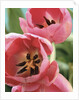Blooming Tulips by Anonymous