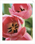 Blooming Tulips by Anonymous