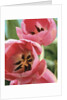 Blooming Tulips by Anonymous