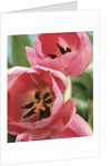 Blooming Tulips by Anonymous