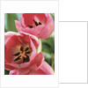 Blooming Tulips by Anonymous