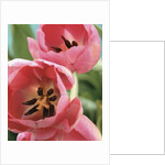 Blooming Tulips by Anonymous
