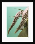 Speedwell Plant by Anonymous