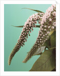 Speedwell Plant by Anonymous