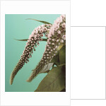 Speedwell Plant by Anonymous