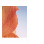 Lily Petal by Anonymous