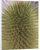 green thistle by Anonymous