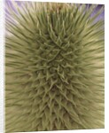 green thistle by Anonymous