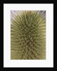 green thistle by Anonymous
