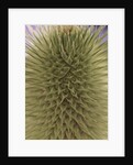 green thistle by Anonymous