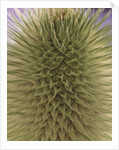 green thistle by Anonymous