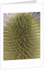 green thistle by Anonymous
