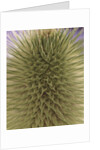 green thistle by Anonymous