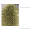 green thistle by Anonymous