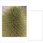 green thistle by Anonymous