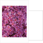 phlox flowers by Anonymous