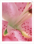 oriental lily detail by Anonymous
