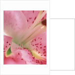 oriental lily detail by Anonymous