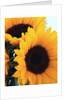 bunch of sunflowers by Corbis