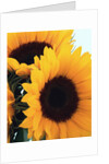 bunch of sunflowers by Anonymous