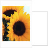 bunch of sunflowers by Anonymous
