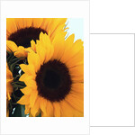 bunch of sunflowers by Anonymous